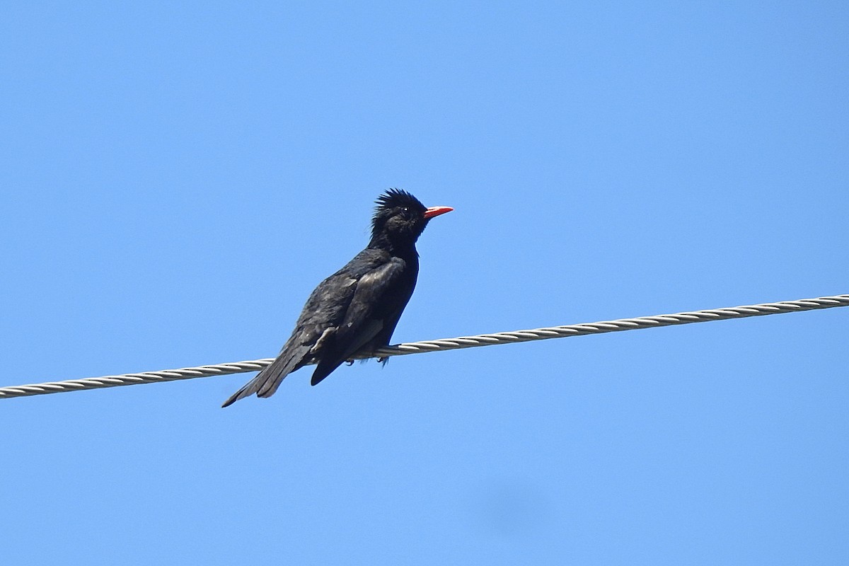 Black Bulbul (Gray-winged) - ML637640714