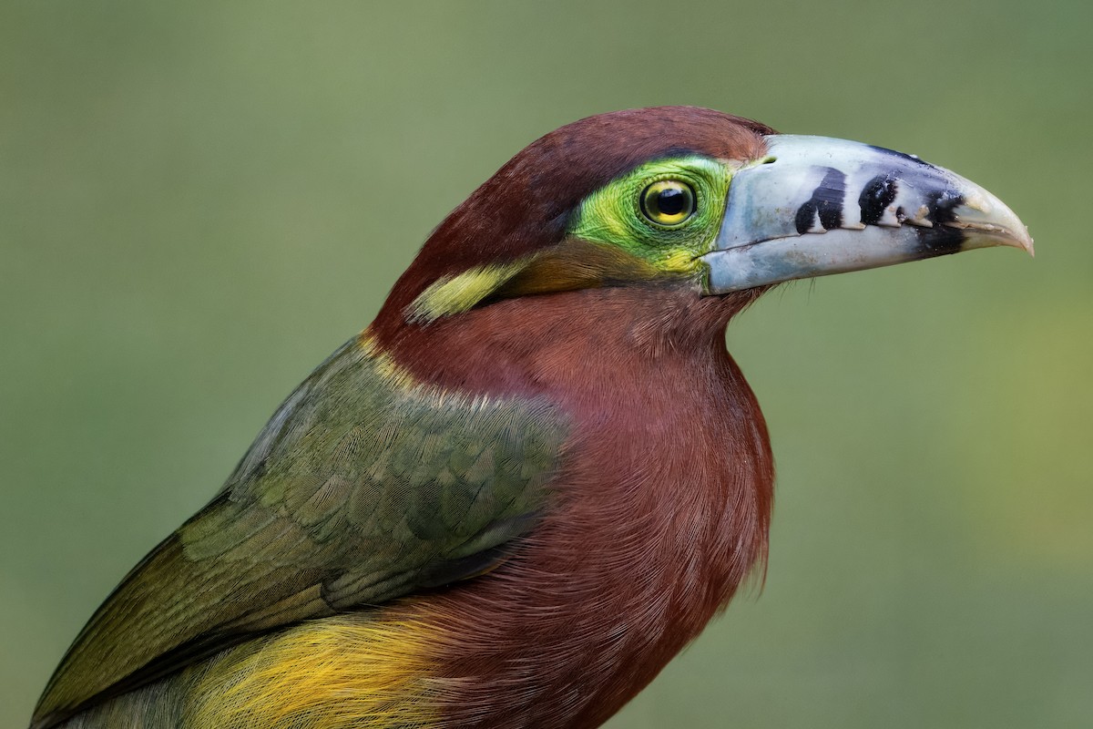 Spot-billed Toucanet - ML637640722