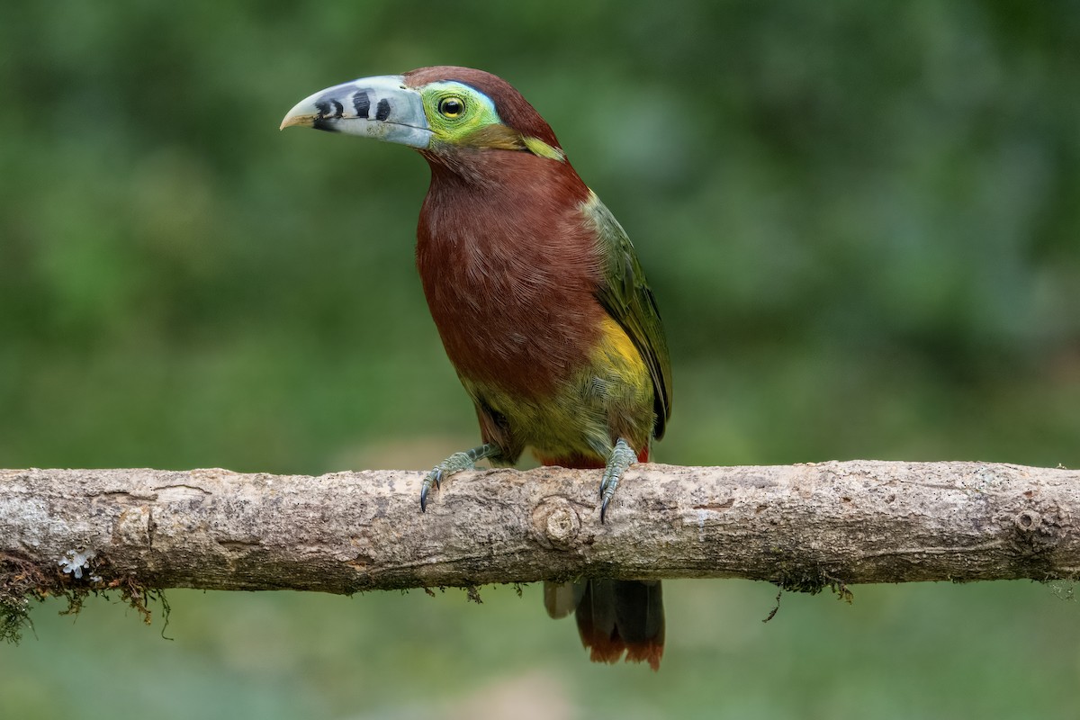 Spot-billed Toucanet - ML637640723