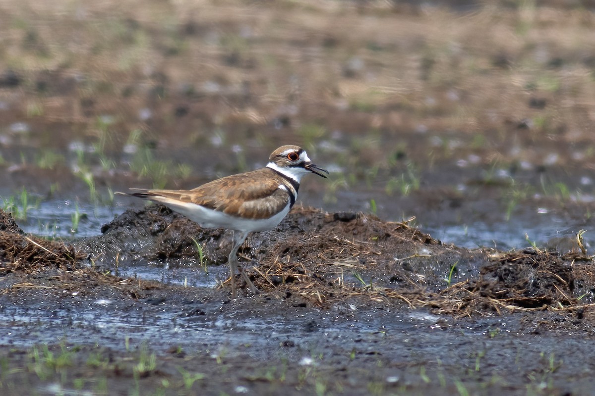 Killdeer - ML637640725