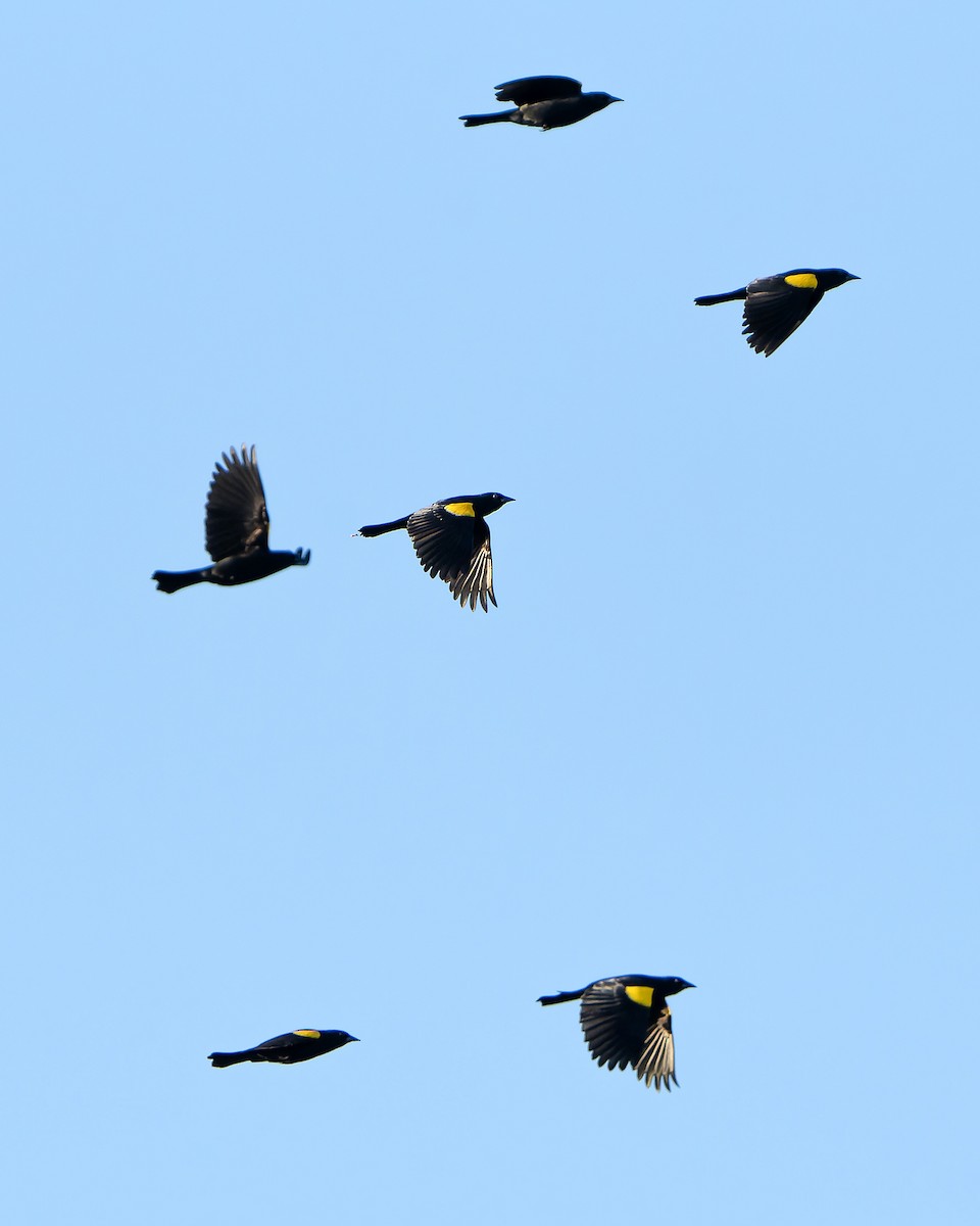 Yellow-shouldered Blackbird - ML637640732