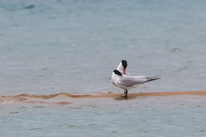 Caspian Tern - ML637640750