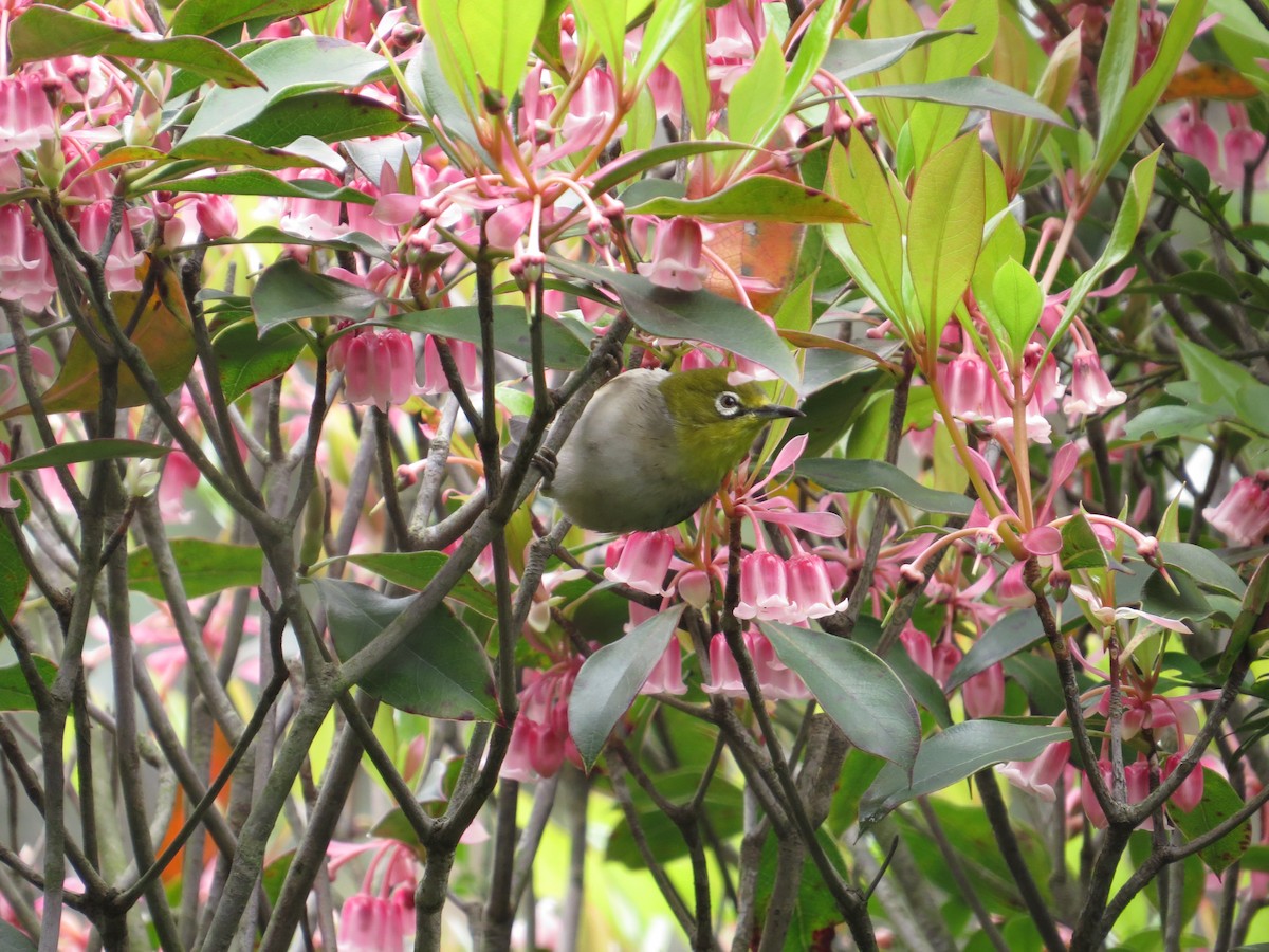 orientbrillefugl - ML637640767