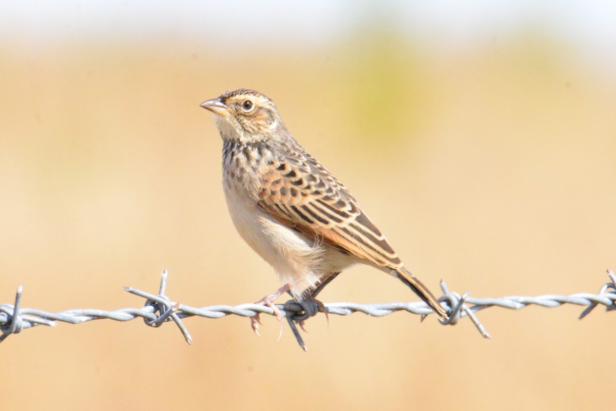 Singing Bushlark - ML637640812