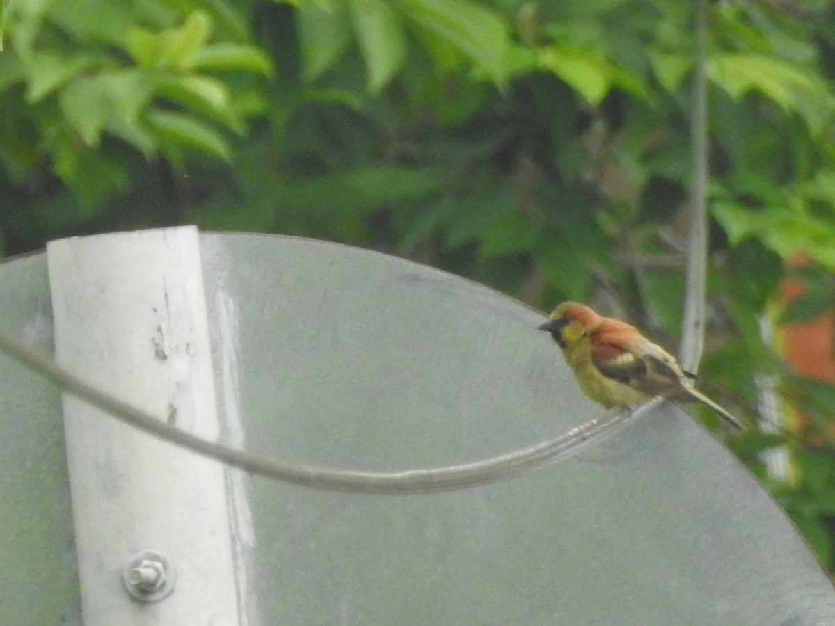 Plain-backed Sparrow - ML637640843