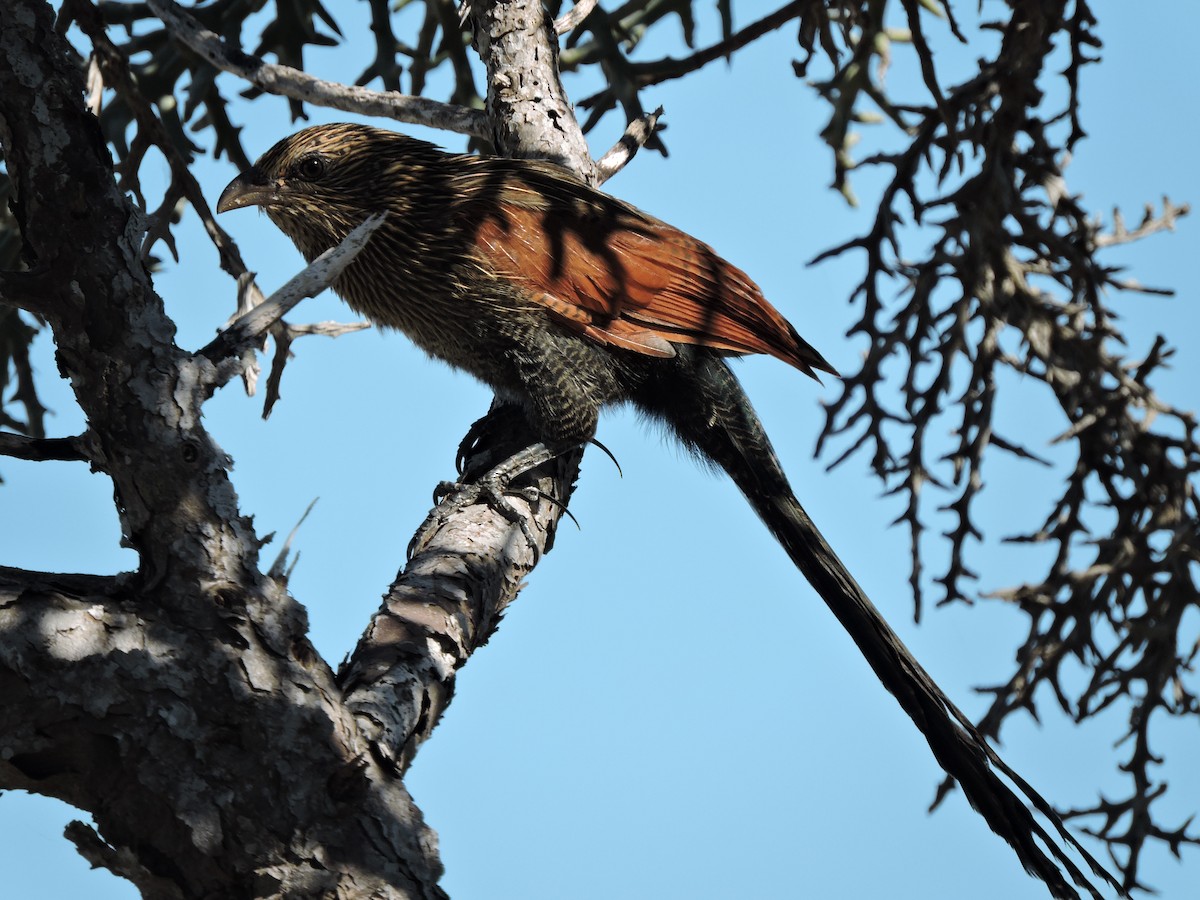 Malagasy Coucal - ML637640857