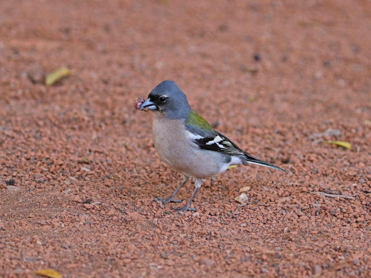 African Chaffinch - ML637640859