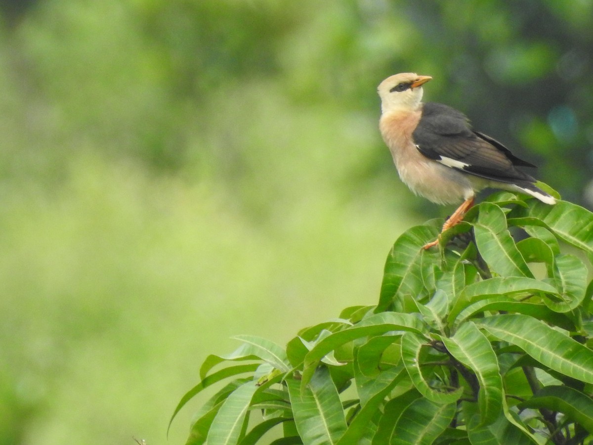 Vinous-breasted Myna - ML637640864