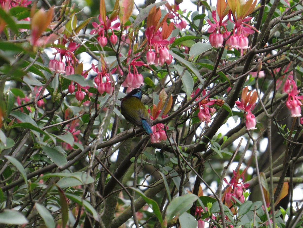 gaffelsolfugl - ML637640899