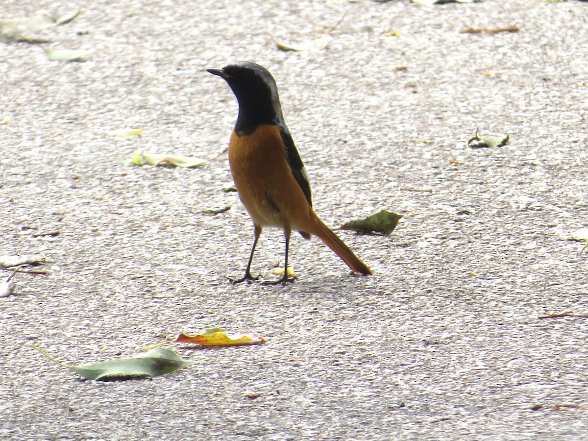 aurorarødstjert - ML637640925