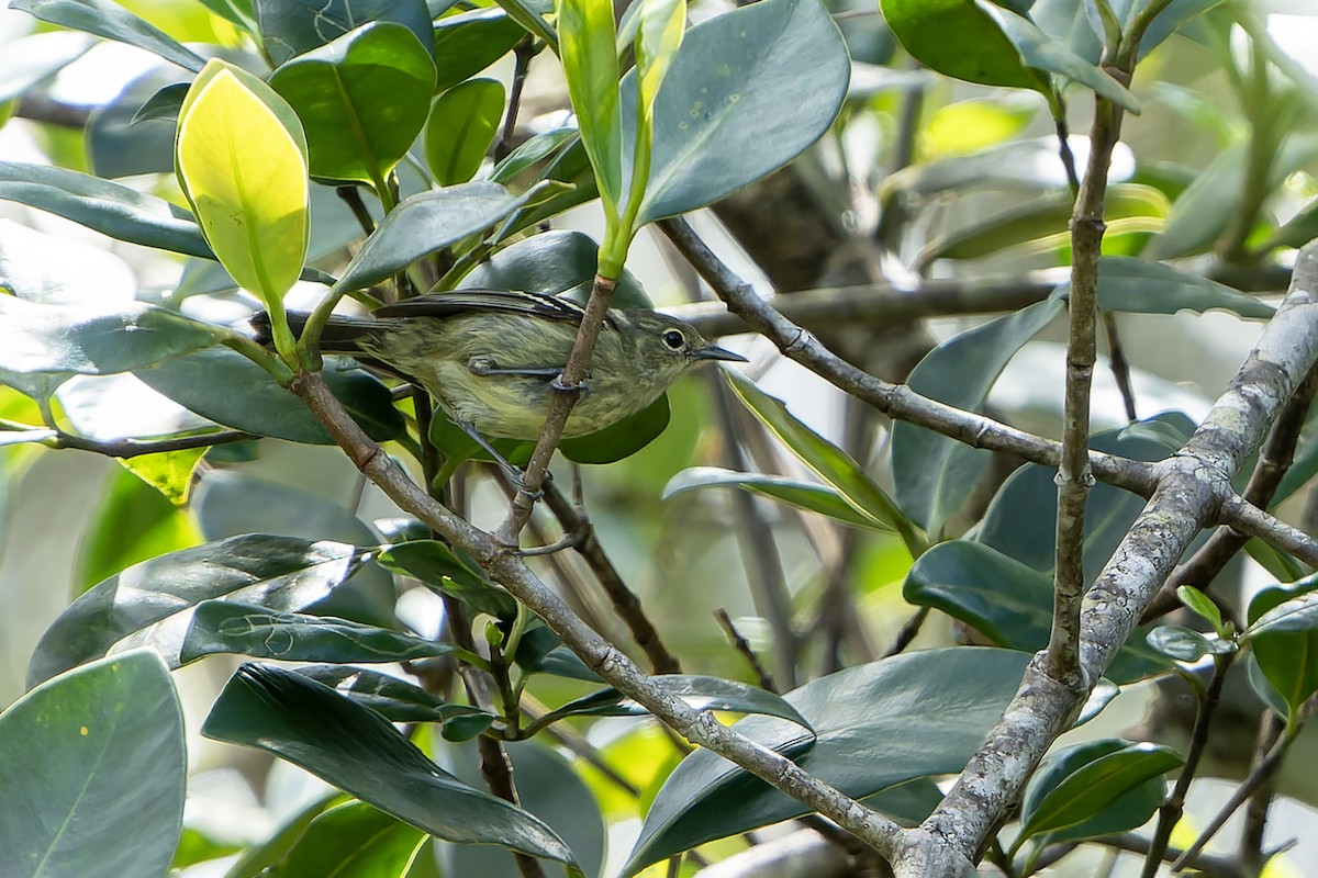 Elfin-woods Warbler - ML637640930