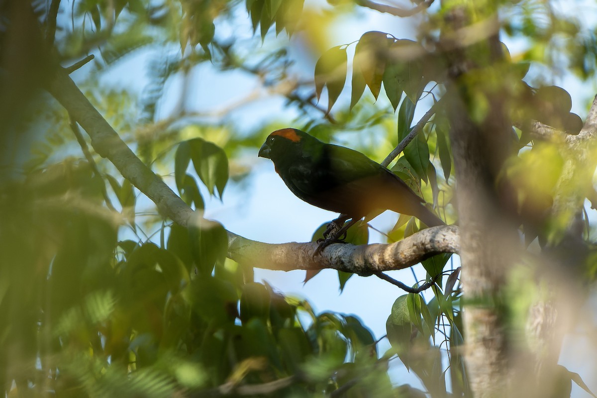 Puerto Rican Bullfinch - ML637640932