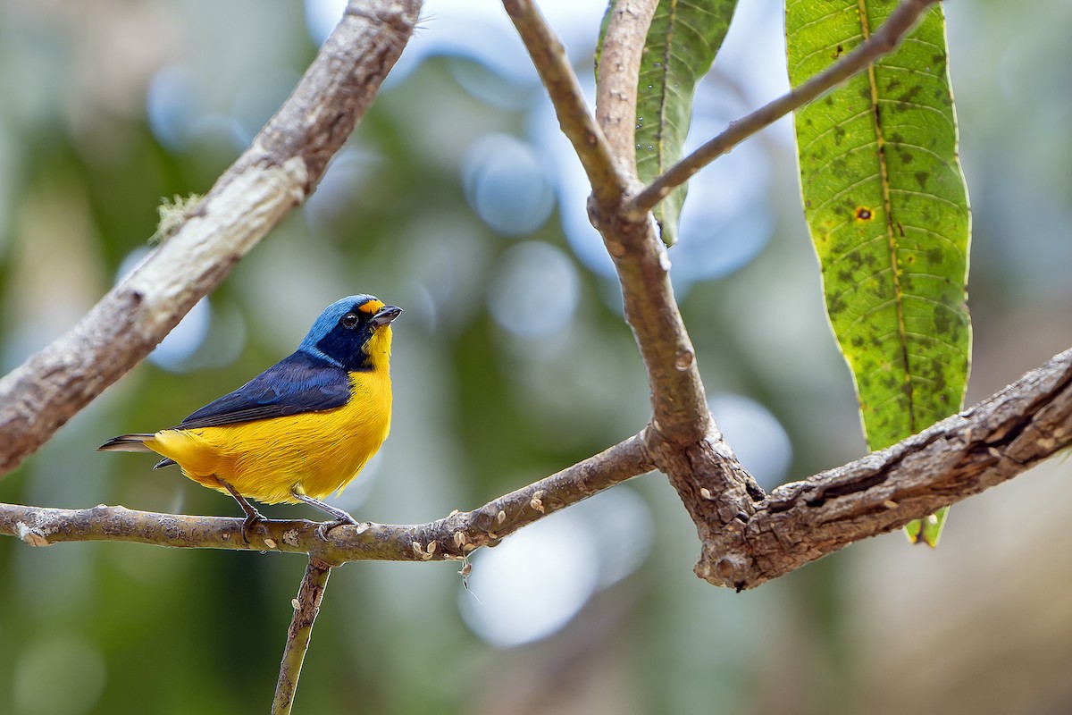 Puerto Rican Euphonia - ML637640943