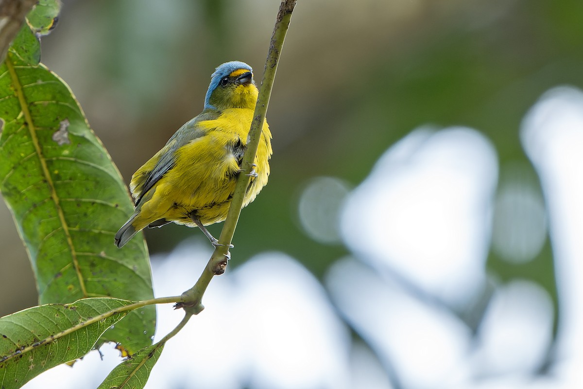 Puerto Rican Euphonia - ML637640944