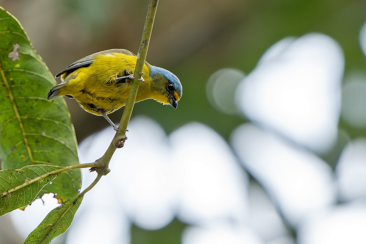 Puerto Rican Euphonia - ML637640945