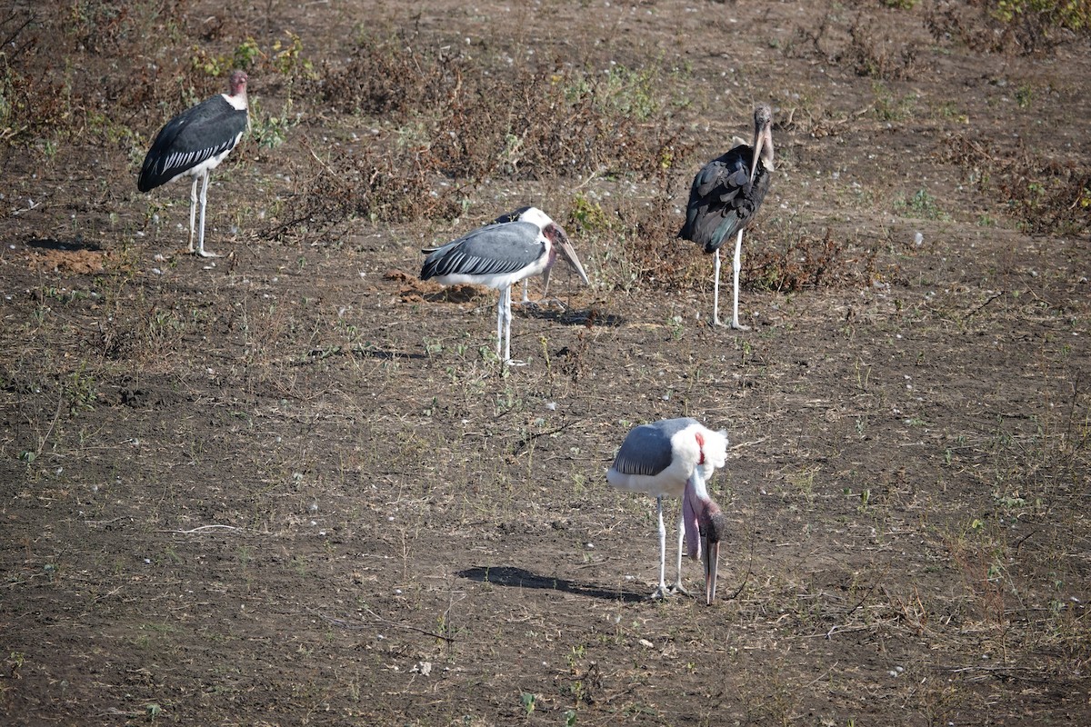 marabu africký - ML637640963