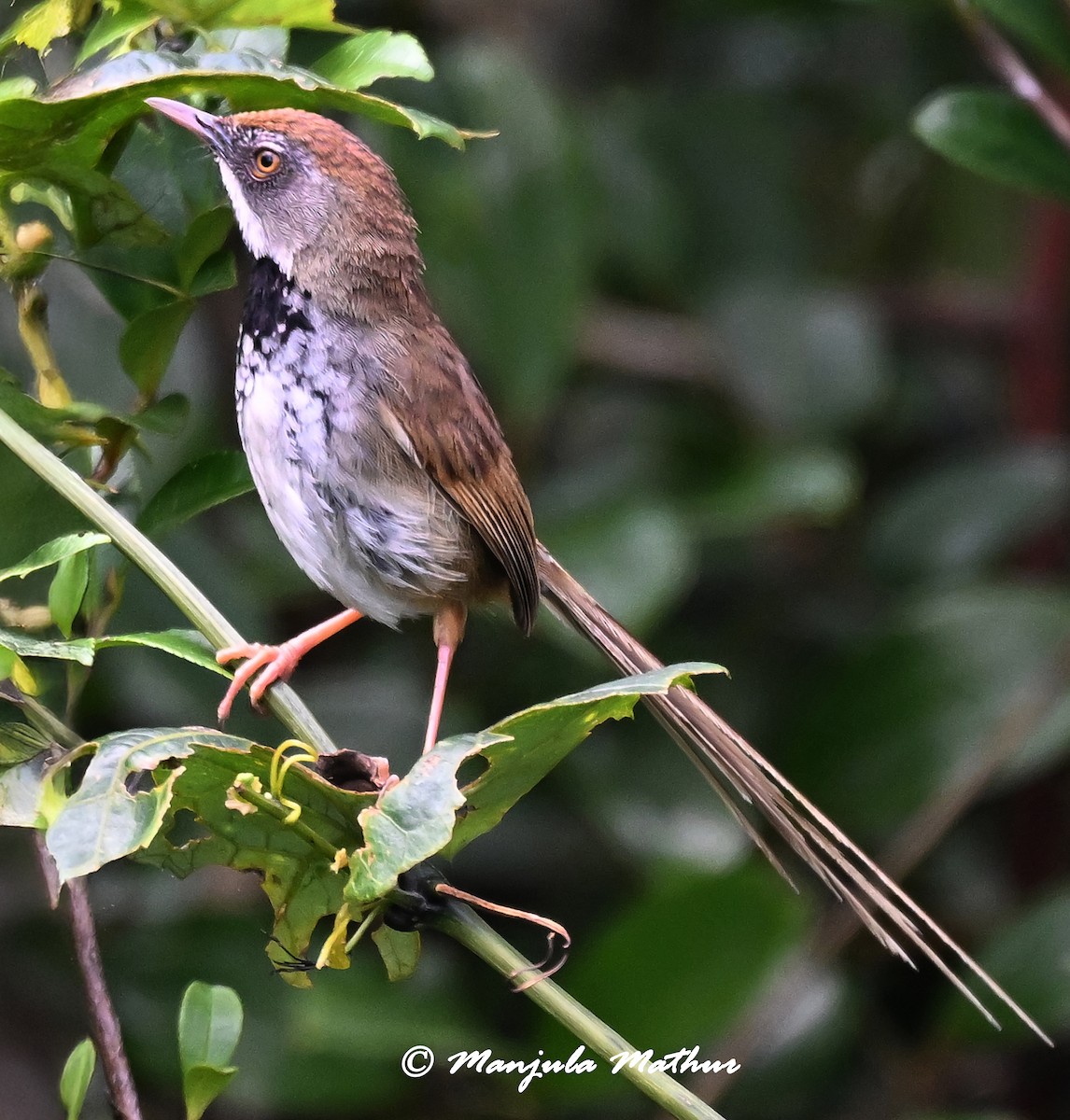 Rufous-crowned Prinia - ML637641003