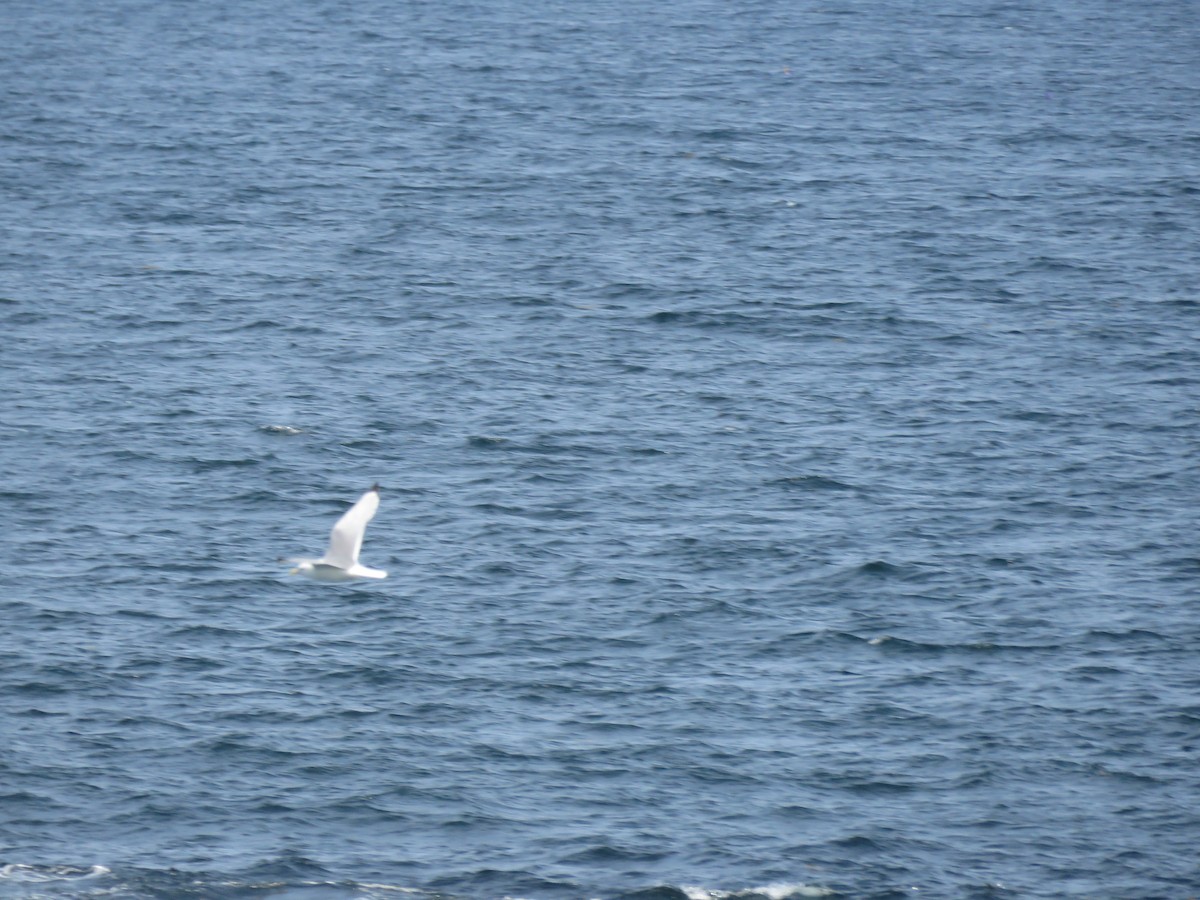 Black-legged Kittiwake - ML637641015