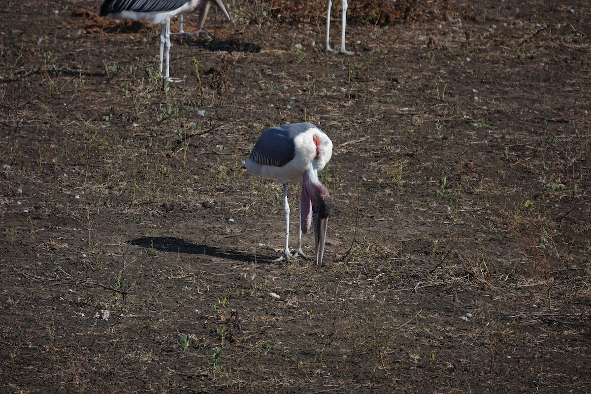 marabu africký - ML637641061