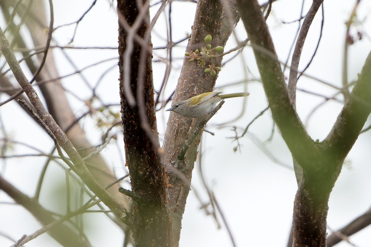 Green-tailed Warbler - ML637641089