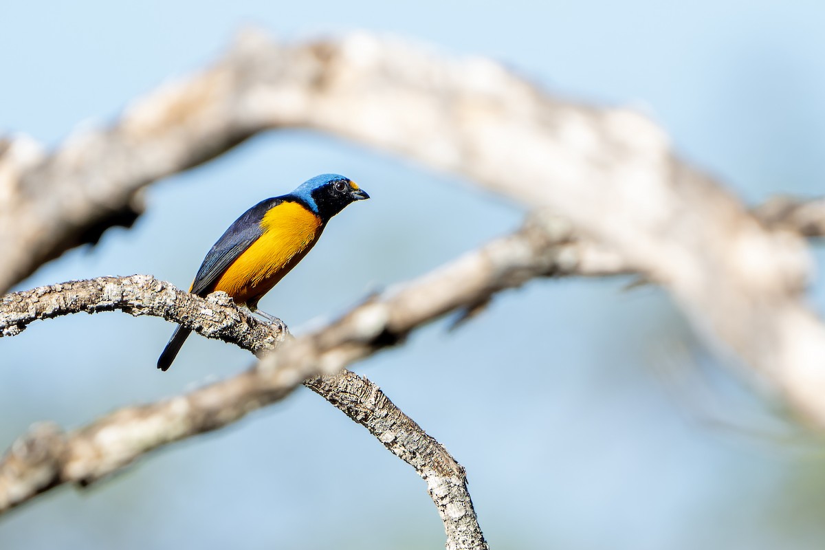 Hispaniolan Euphonia - ML637641113
