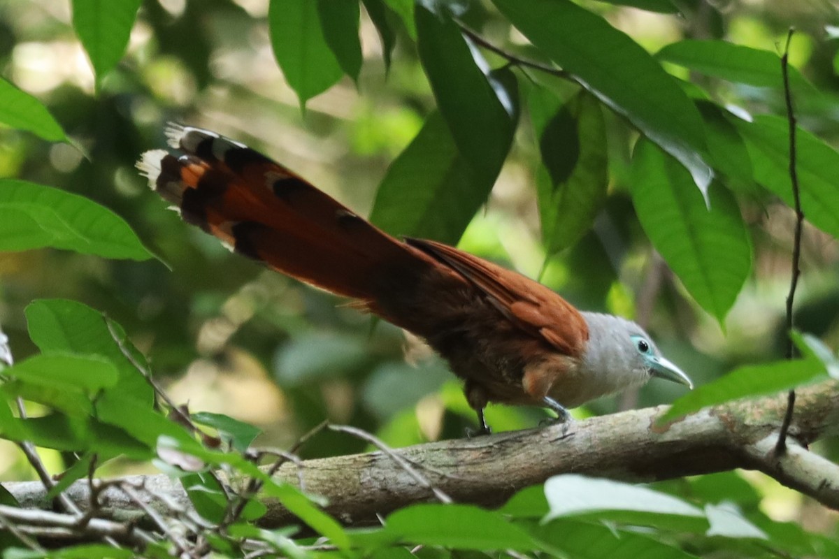 Raffles's Malkoha - ML637641134