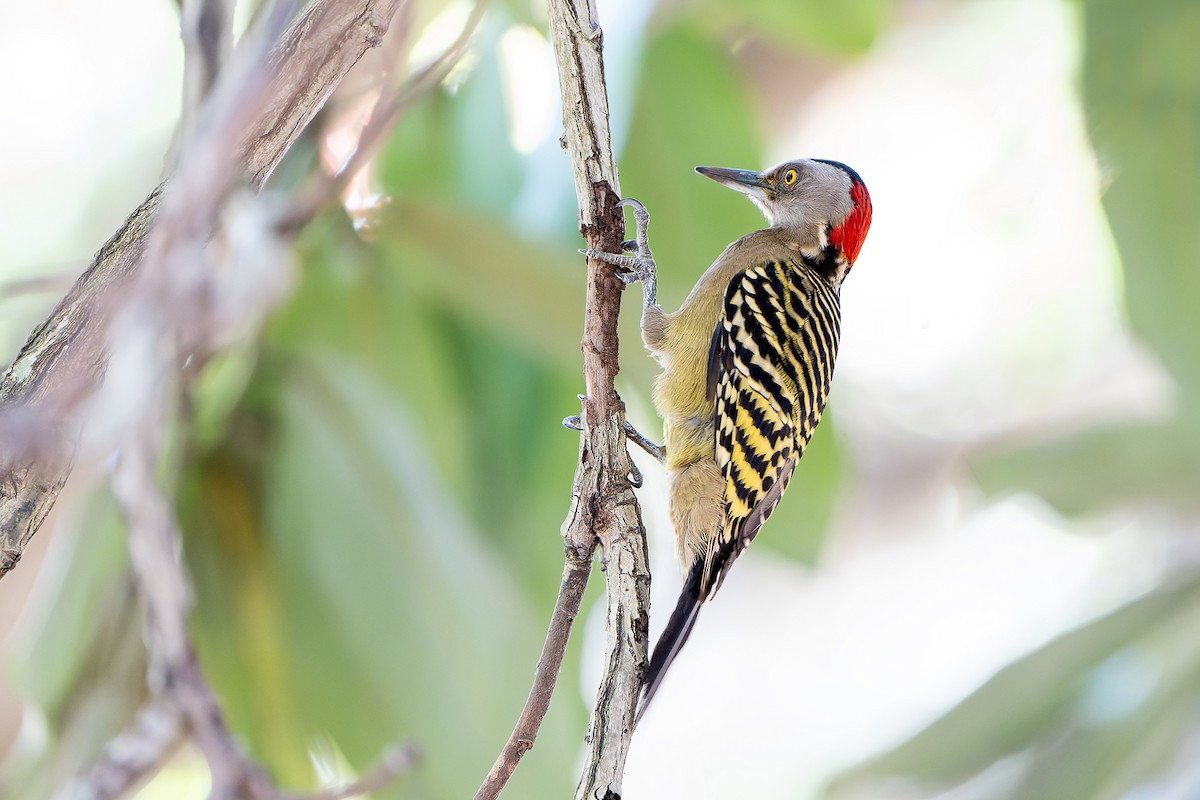 Hispaniolan Woodpecker - ML637641139
