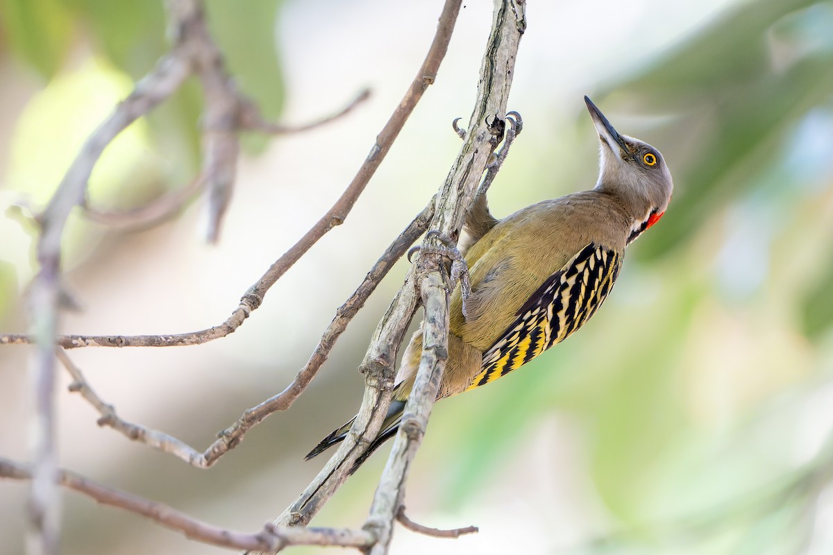 Hispaniolan Woodpecker - ML637641140