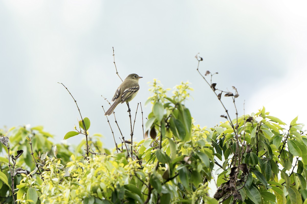 Greater Antillean Elaenia (Jamaican) - ML637641165