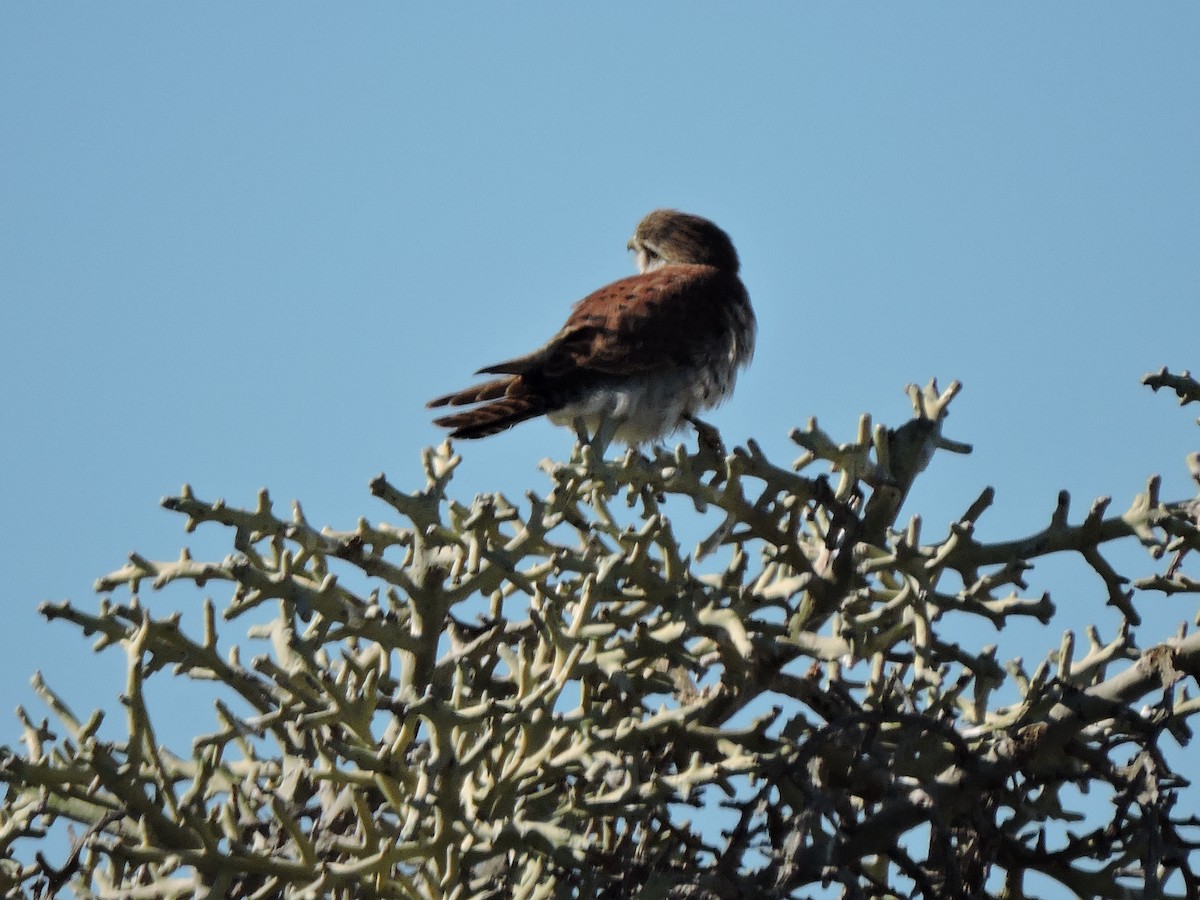 Malagasy Kestrel - ML637641175