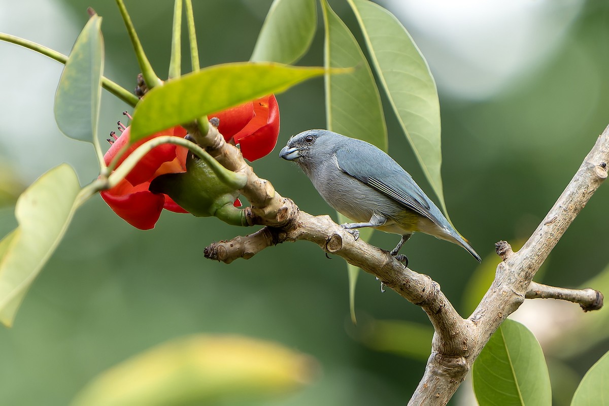 Jamaican Euphonia - ML637641176