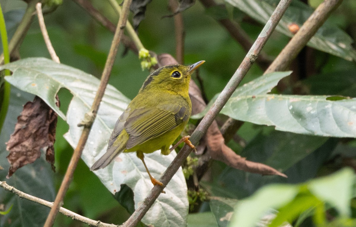 Green-crowned Warbler - ML637641266