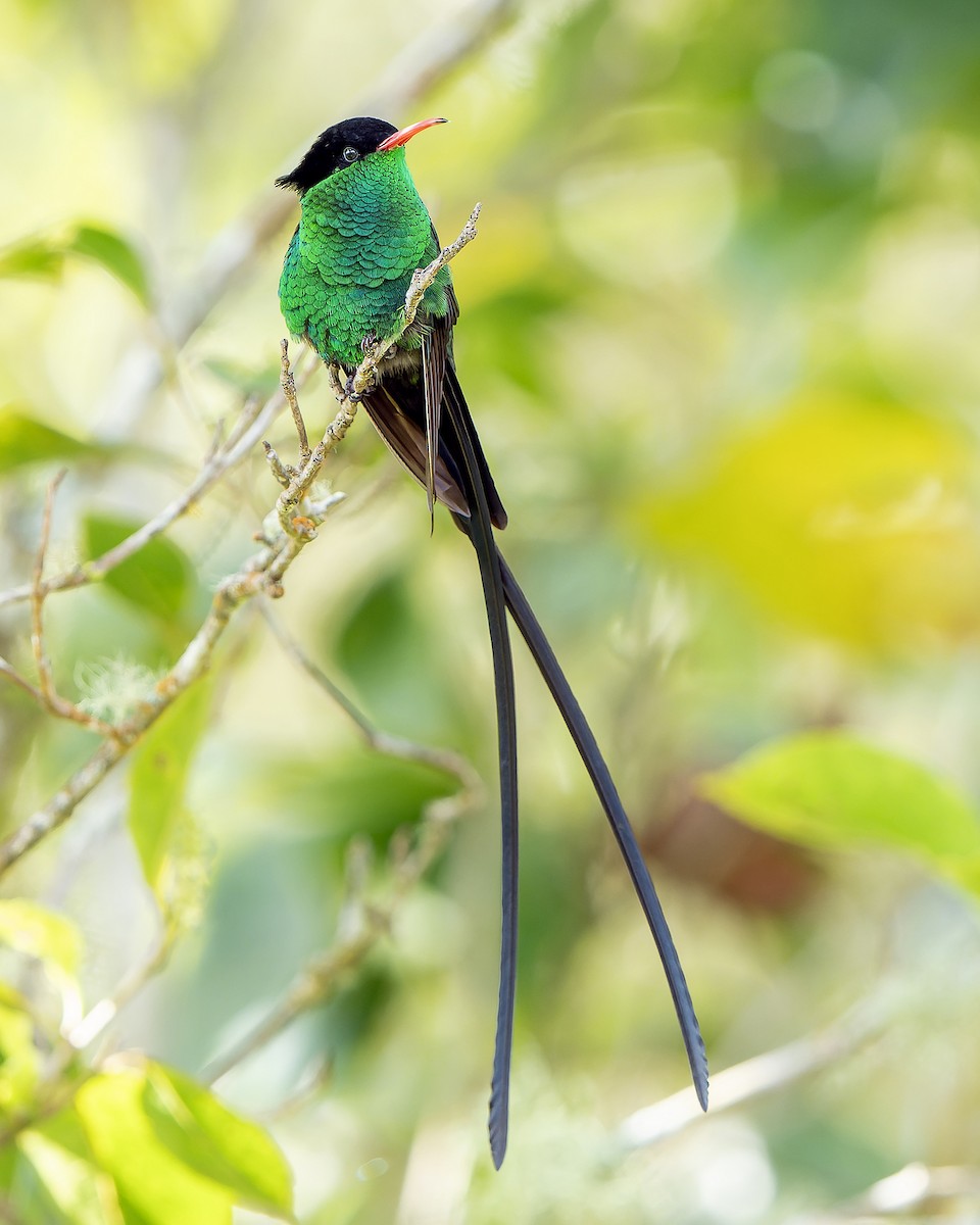 Red-billed Streamertail - ML637641267