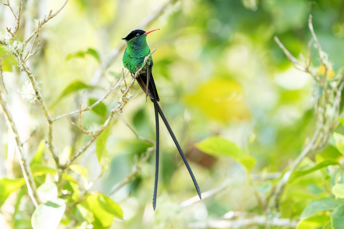 Red-billed Streamertail - ML637641274