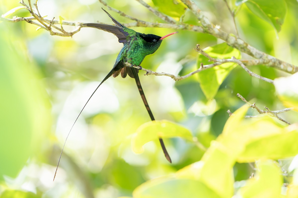 Red-billed Streamertail - ML637641276