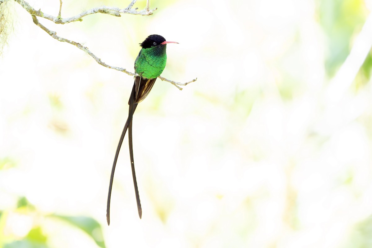 Red-billed Streamertail - ML637641296