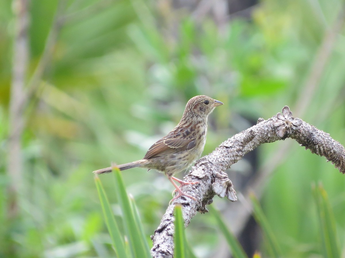 Bachman's Sparrow - Jessie Stuebner