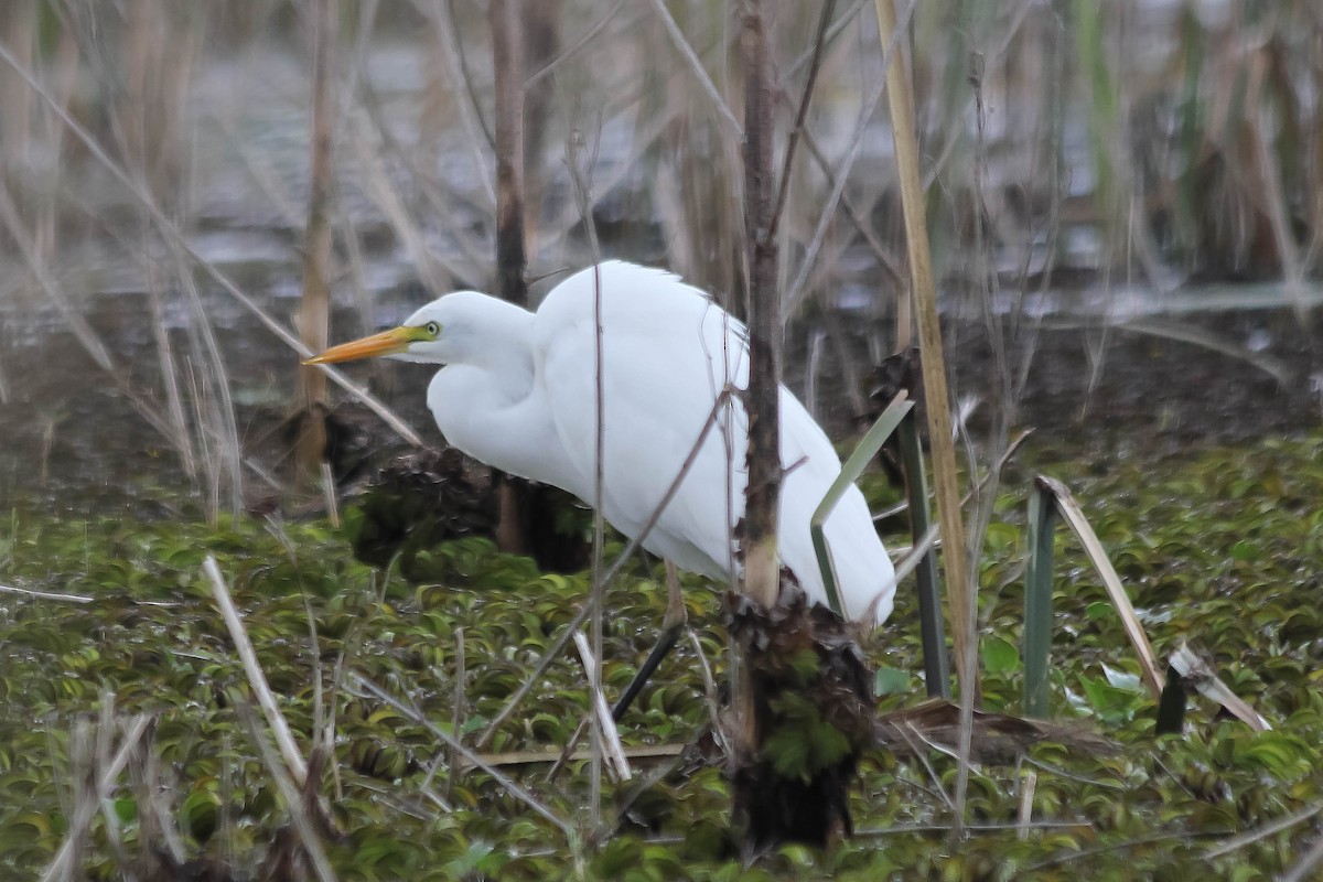 Yellow-billed Egret - ML637641361