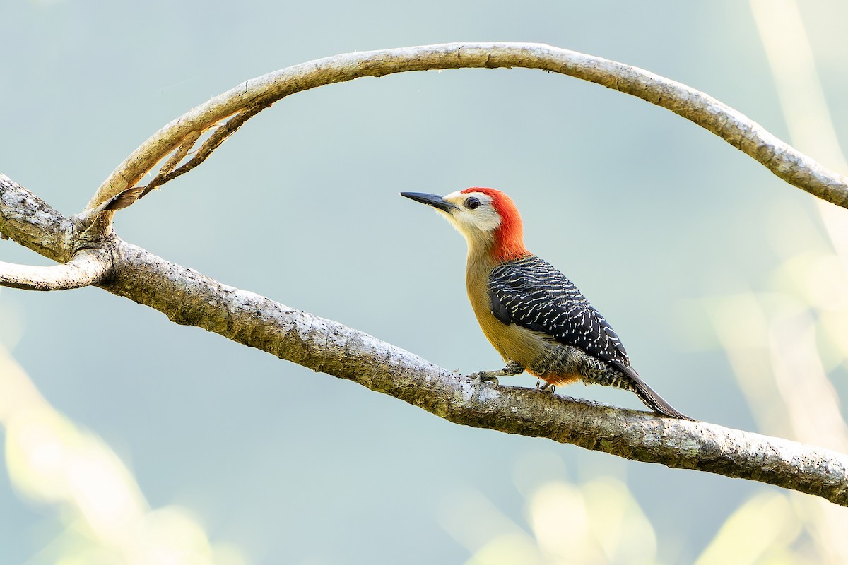 Jamaican Woodpecker - ML637641362