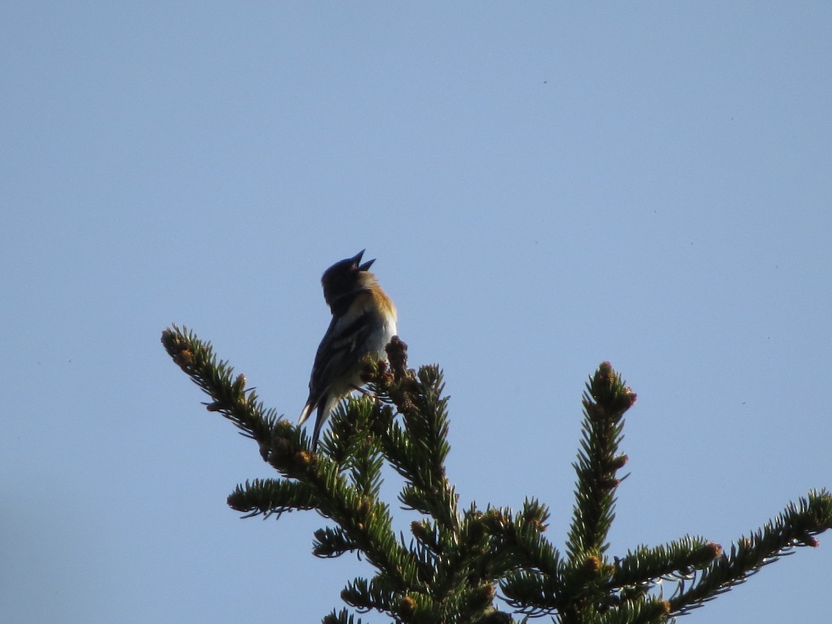 Brambling - ML637641372