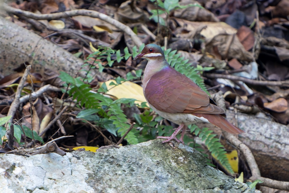 Key West Quail-Dove - ML637641378