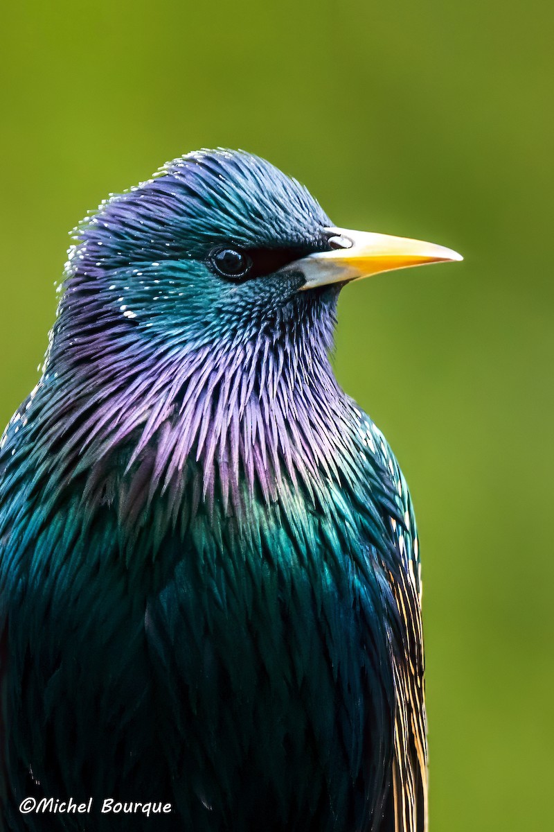 European Starling - ML637641468