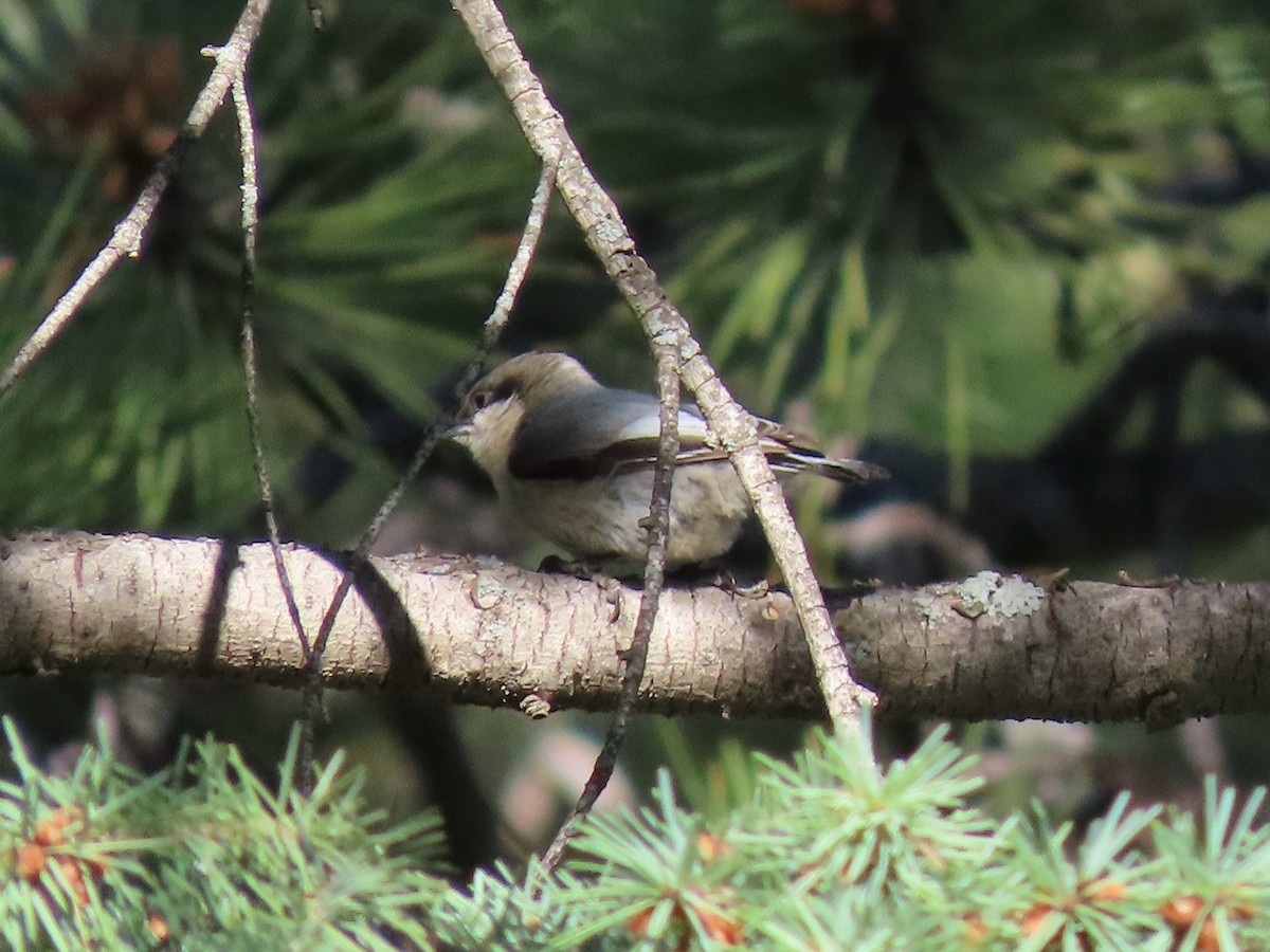 Pygmy Nuthatch - ML637641485
