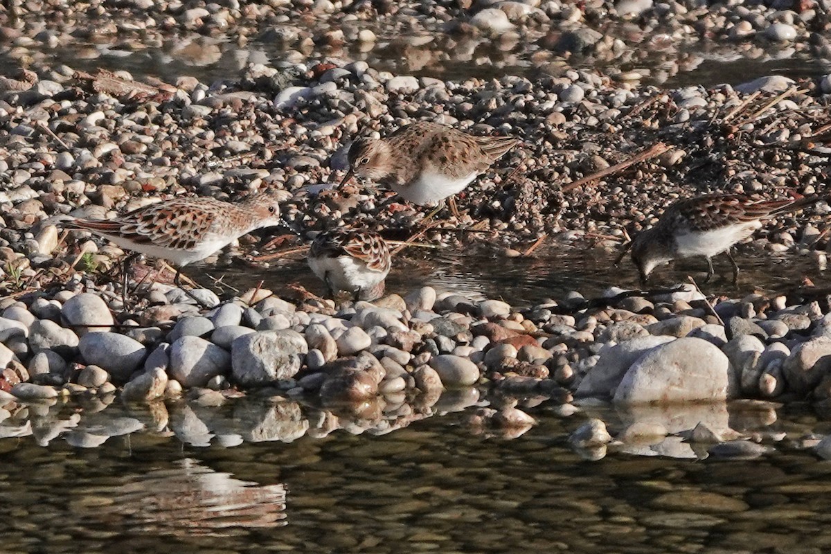 Temminck's Stint - ML637641487