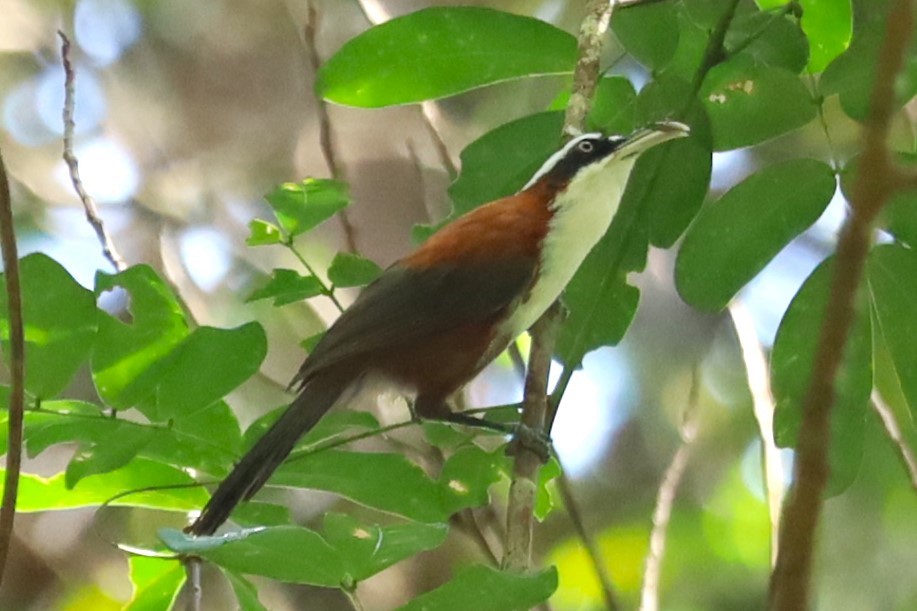 Sunda Scimitar-Babbler - ML637641492