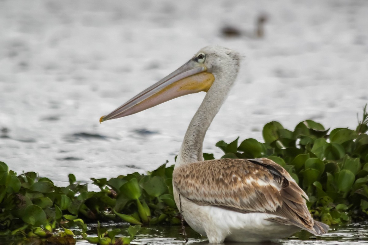 Pink-backed Pelican - ML637641527