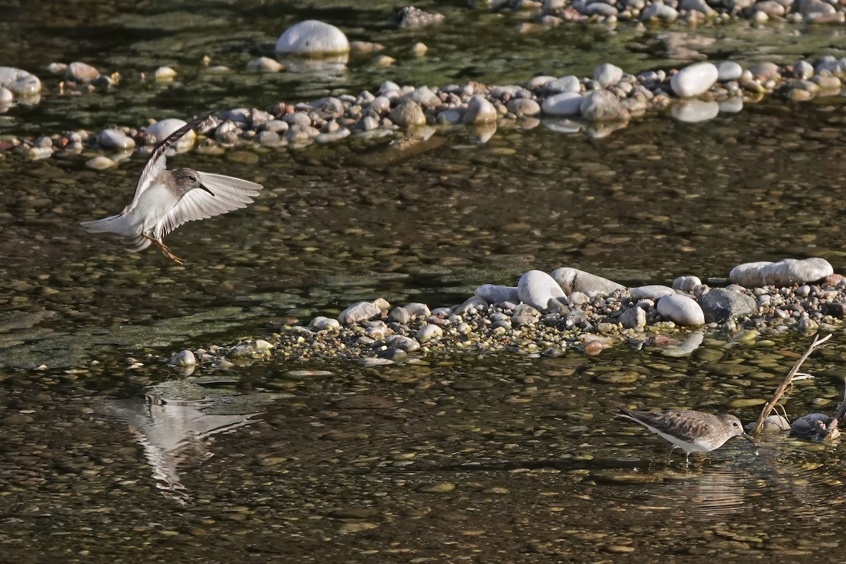 Temminck's Stint - ML637641529