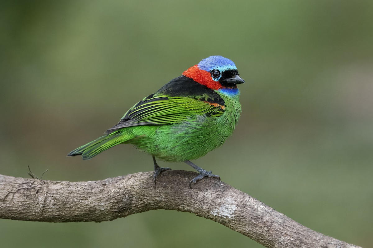 Red-necked Tanager - ML637641539