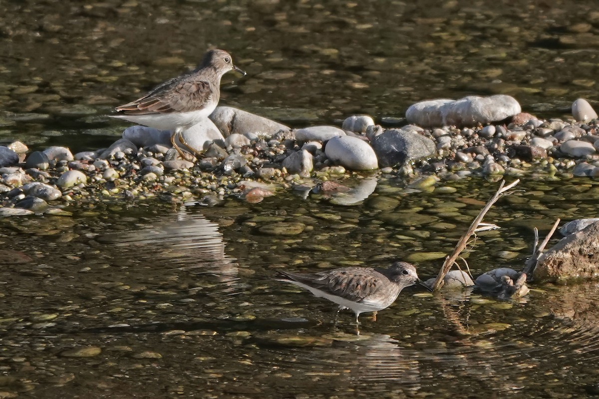 Temminck's Stint - ML637641548