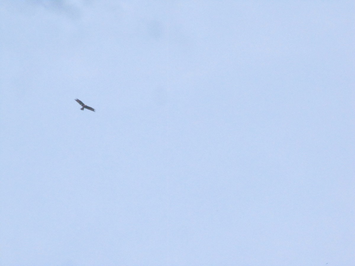 Indian Spotted Eagle - ML637641552